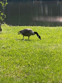 We had a daily visitor.