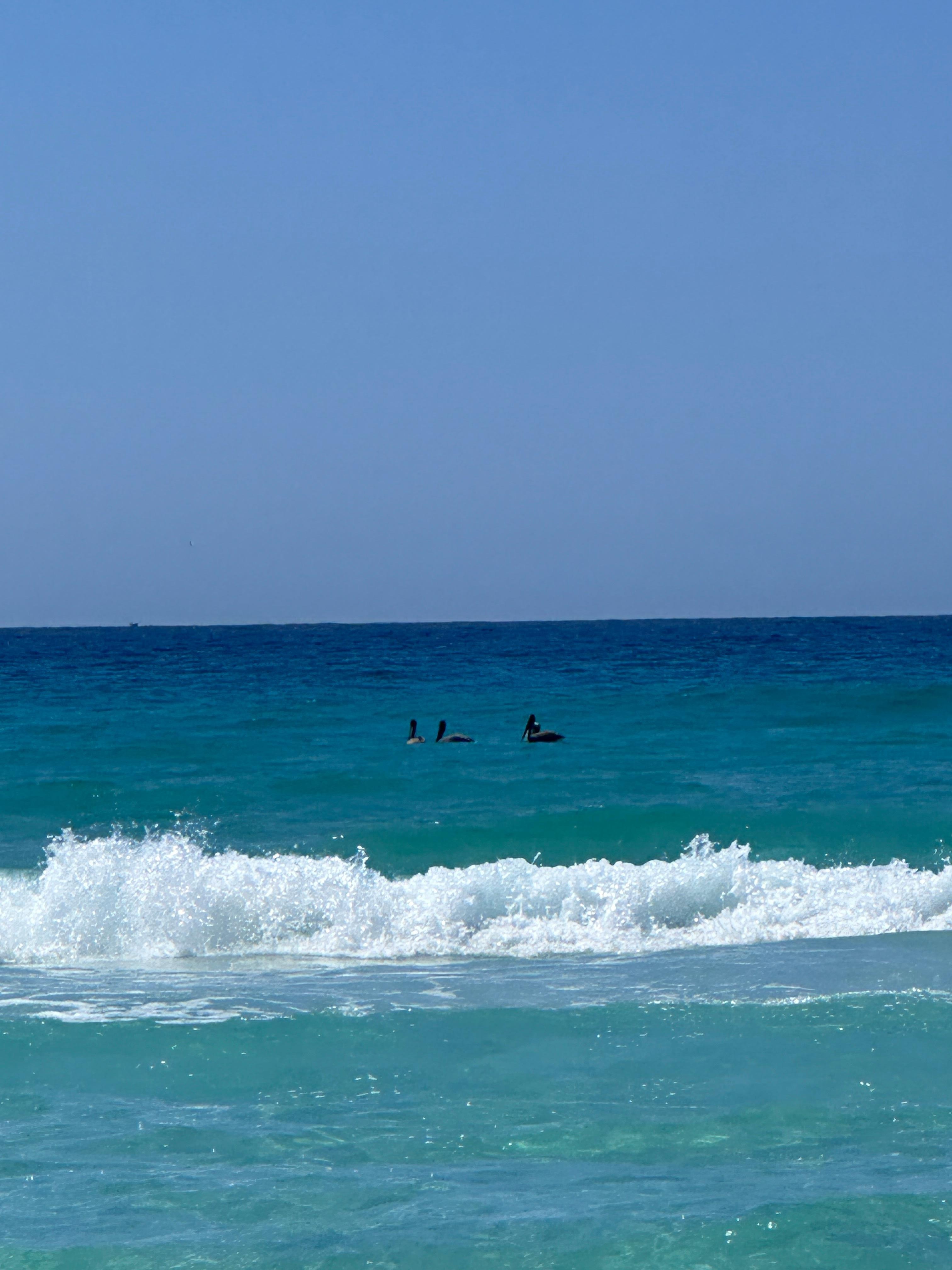 Dolphins swam by right in front of us! 