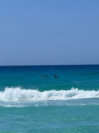 Dolphins swam by right in front of us!