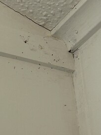 Spider web everywhere