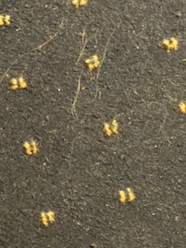 The dirty carpet