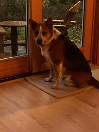 Great yard to watch the nature!