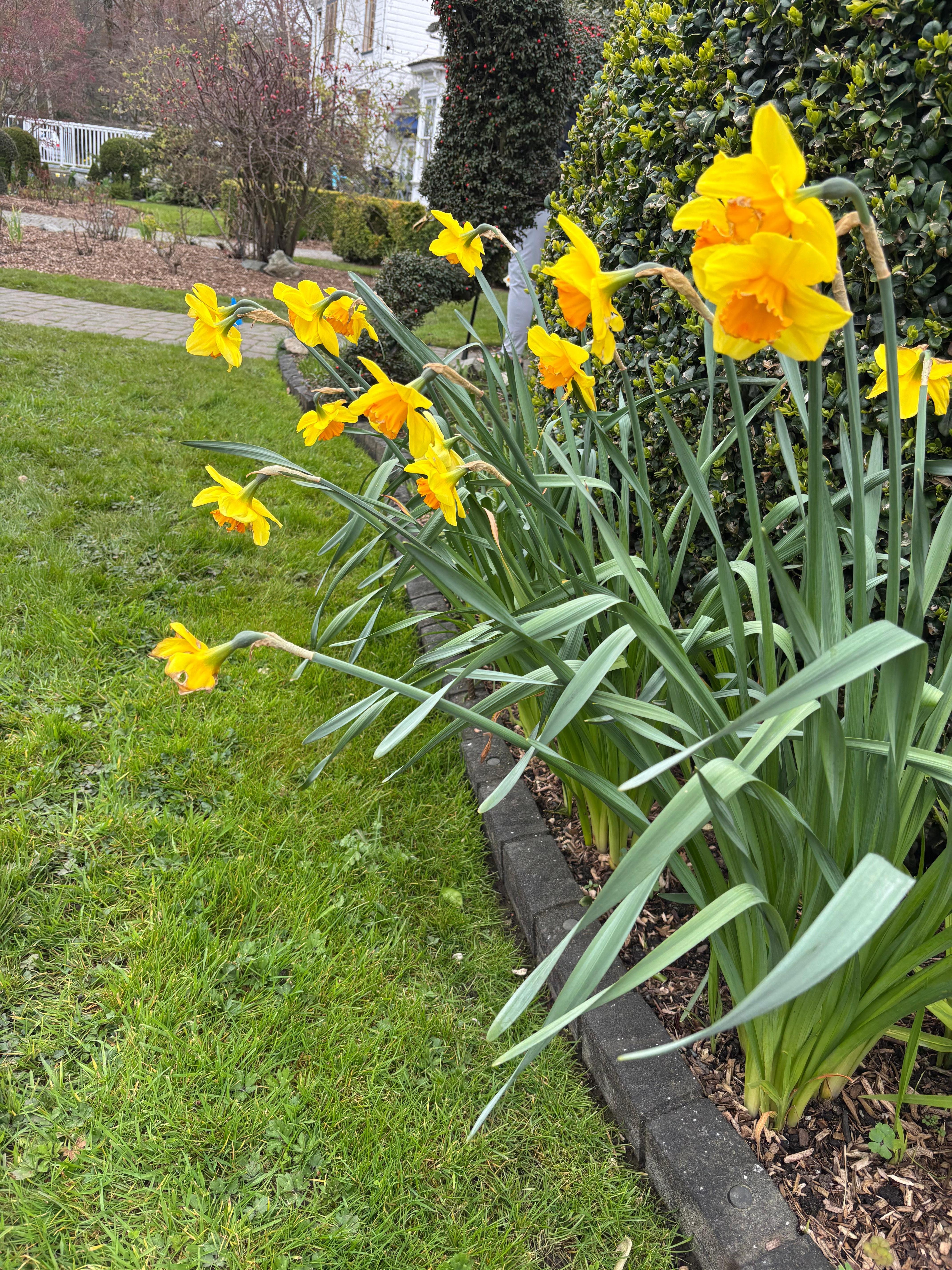 Flowers in bloom April 1 and most trees that flower were in full bloom.