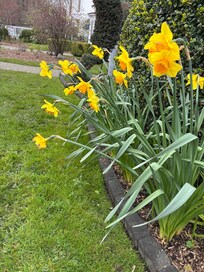 Flowers in bloom April 1 and most trees that flower were in full bloom.
