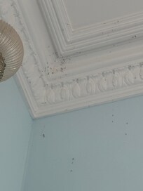 Gnat collection