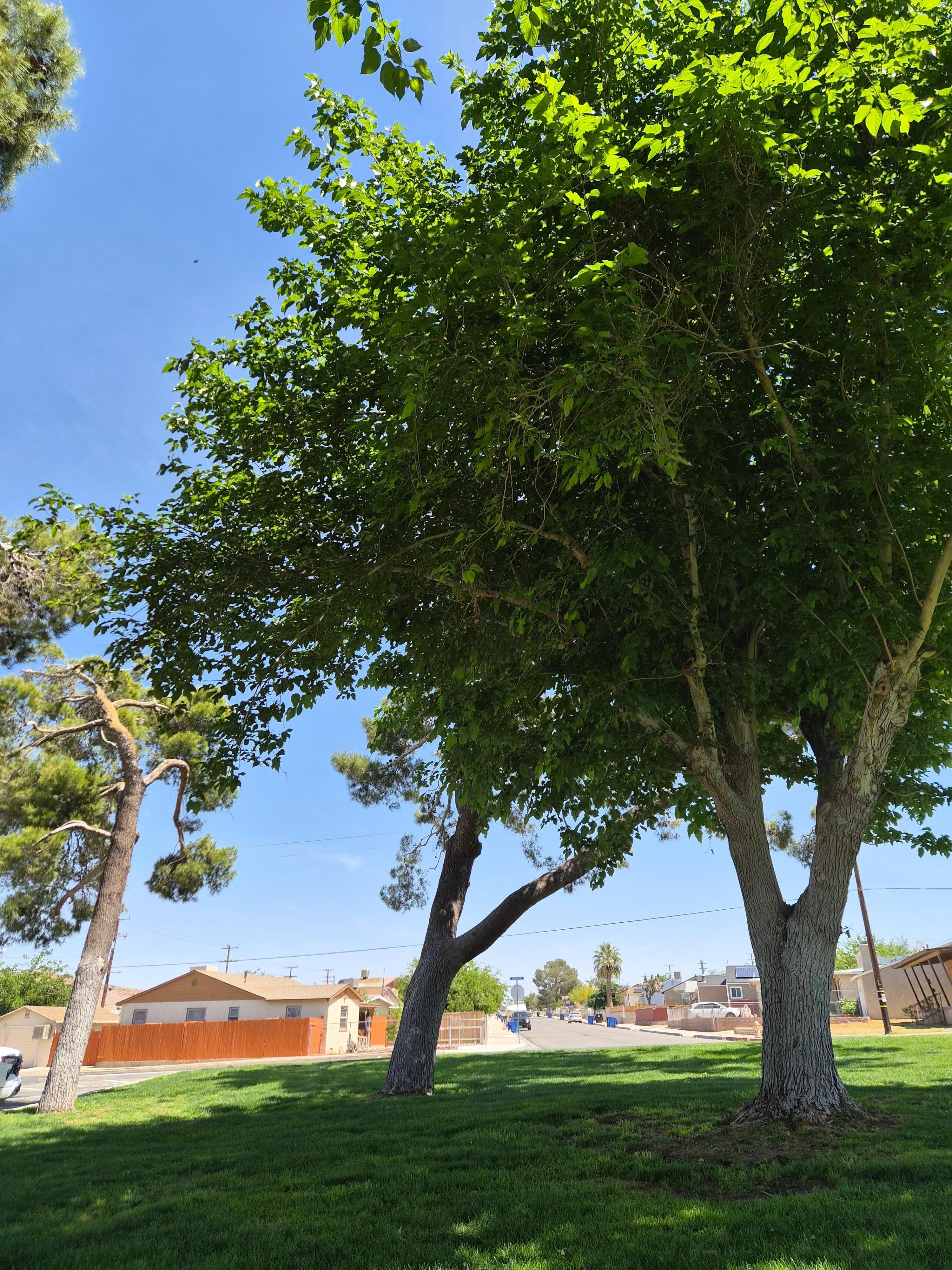 Trees and grass and shade