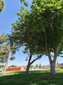 Trees and grass and shade