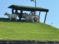 Al Johnson's Swedish Rest.