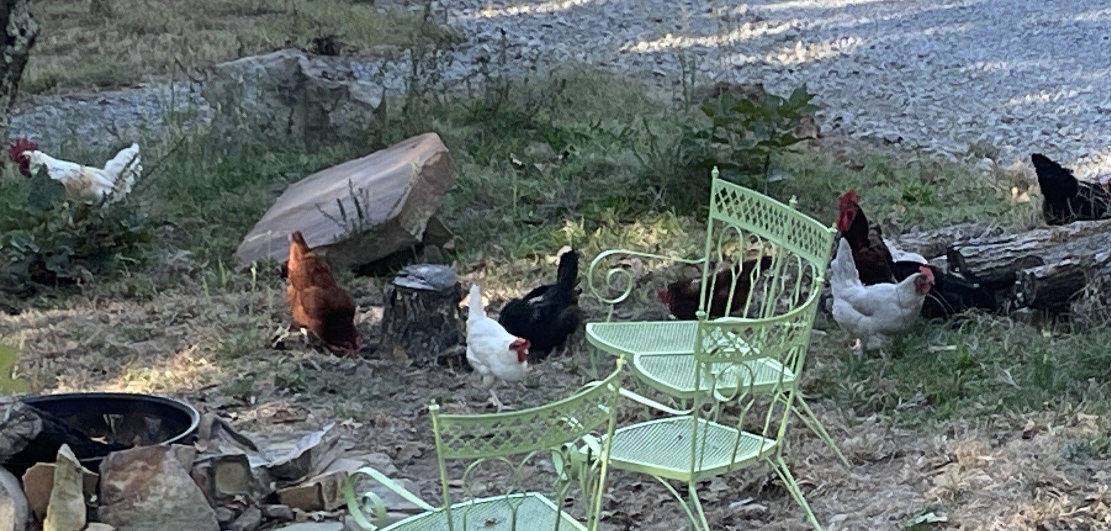 Thank you for the fresh eggs!