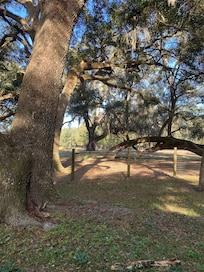 The Live Oaks were awesome…