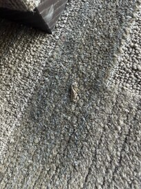 clump of mud