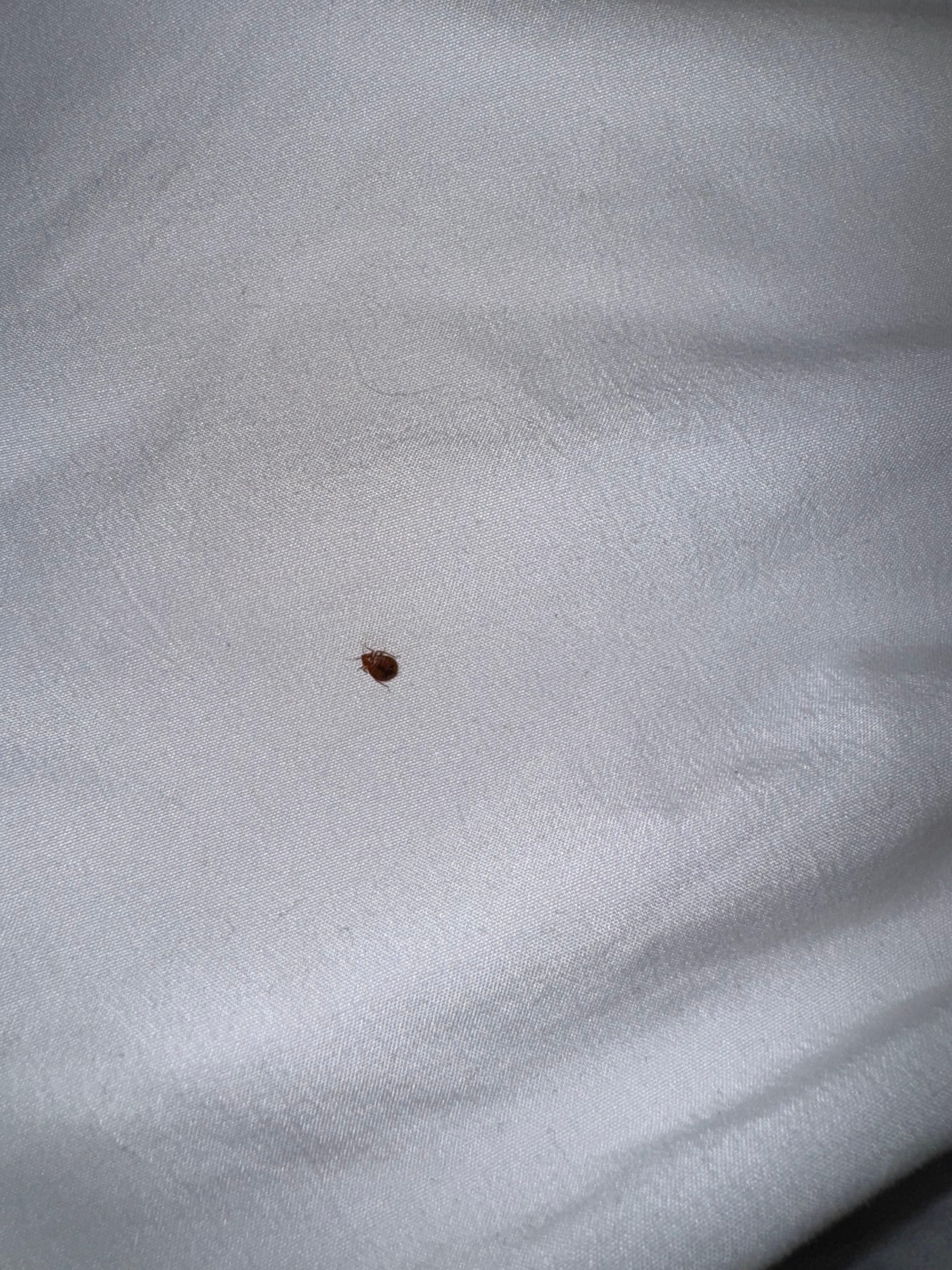 Bed bug