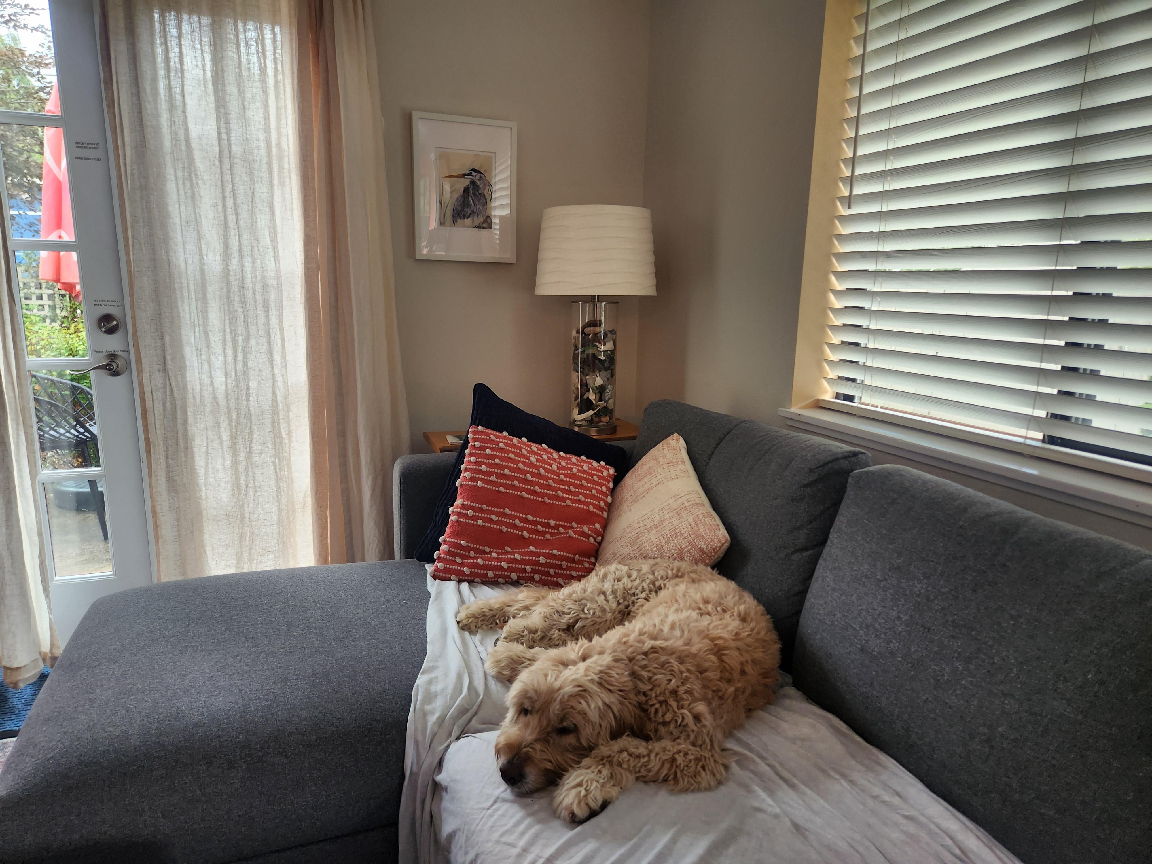 Zelda rests on the couch after completing Chain Lakes Loop hike on Mt. Baker