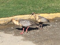 Diversidad de aves en el parque