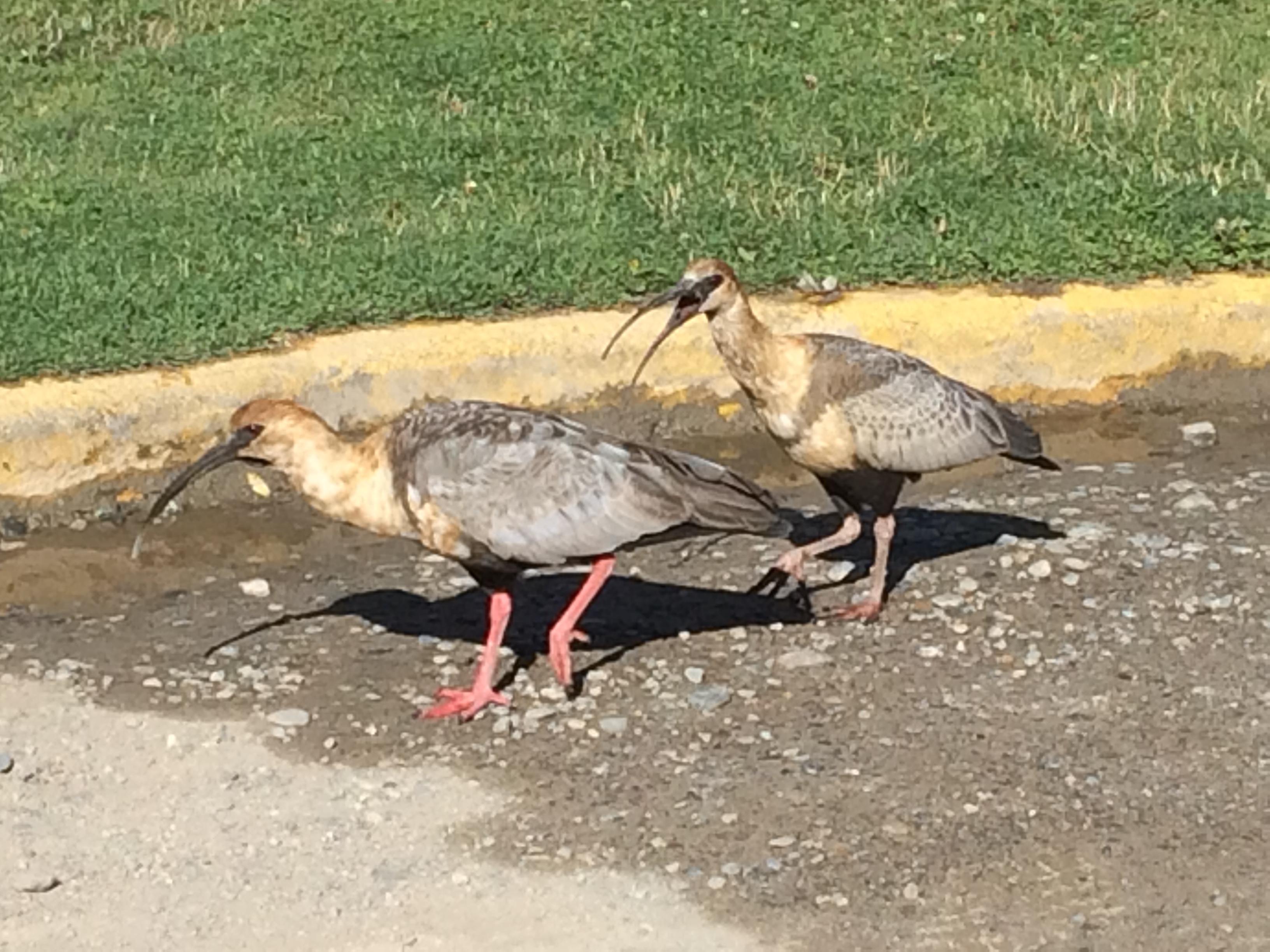 Diversidad de aves en el parque 