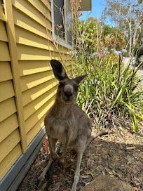 The cute and friendly kangaroos