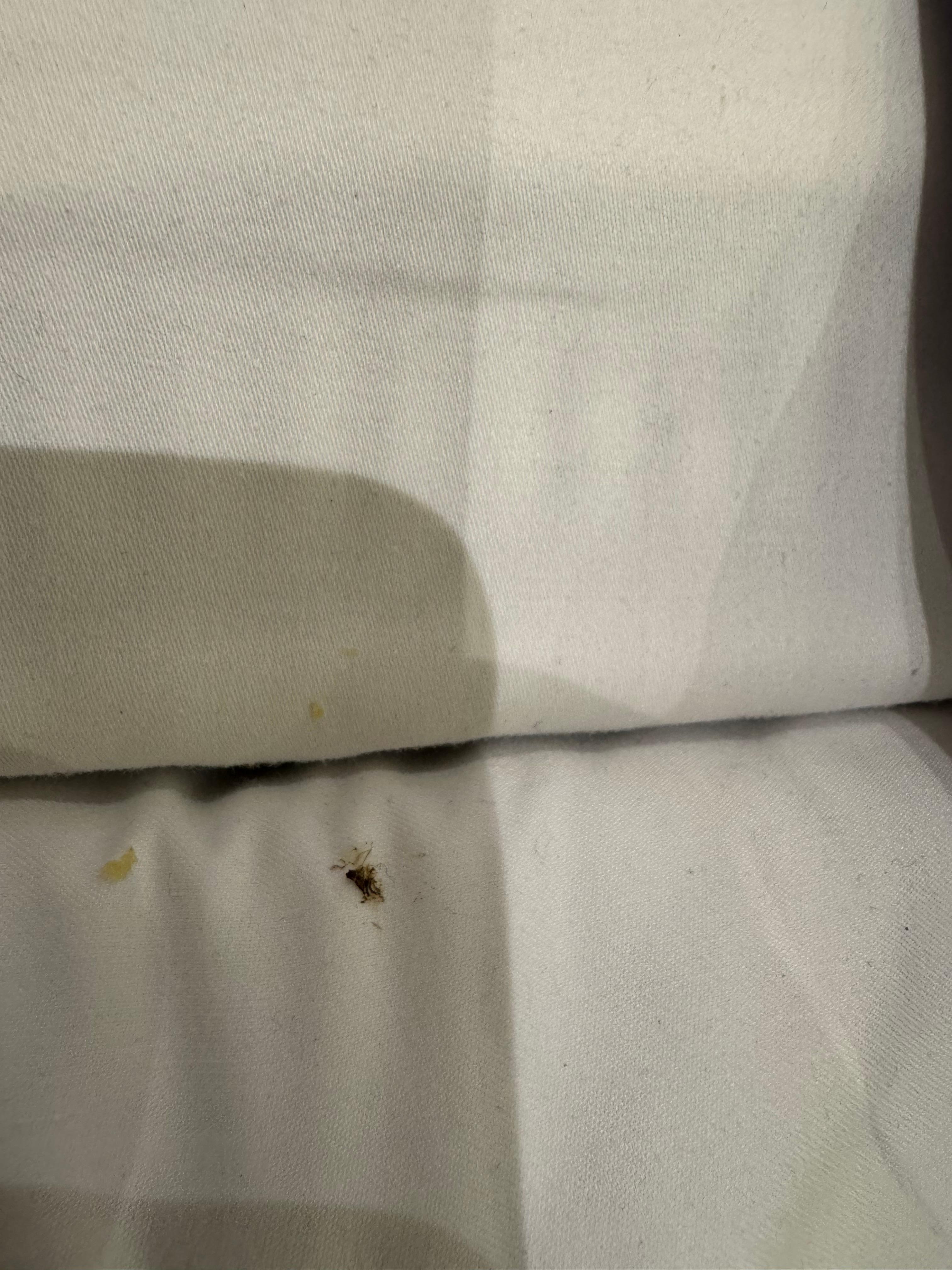Roach on bed sheet