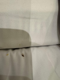 Roach on bed sheet