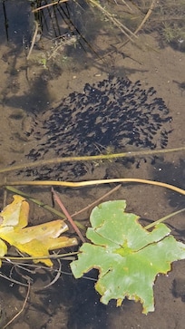 Baby catfish by the dock