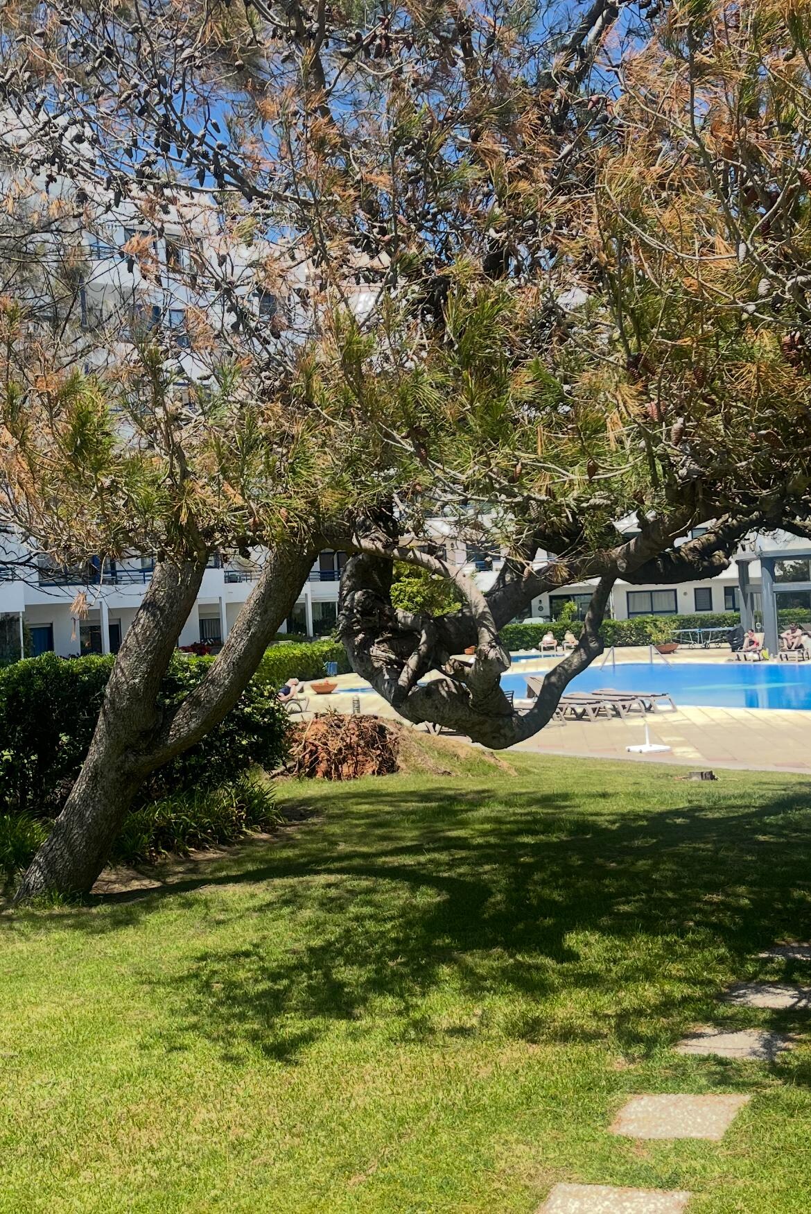 Mysig trädgård och pool