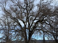 Can hardly wait to see this magnificent oak tree in the spring!