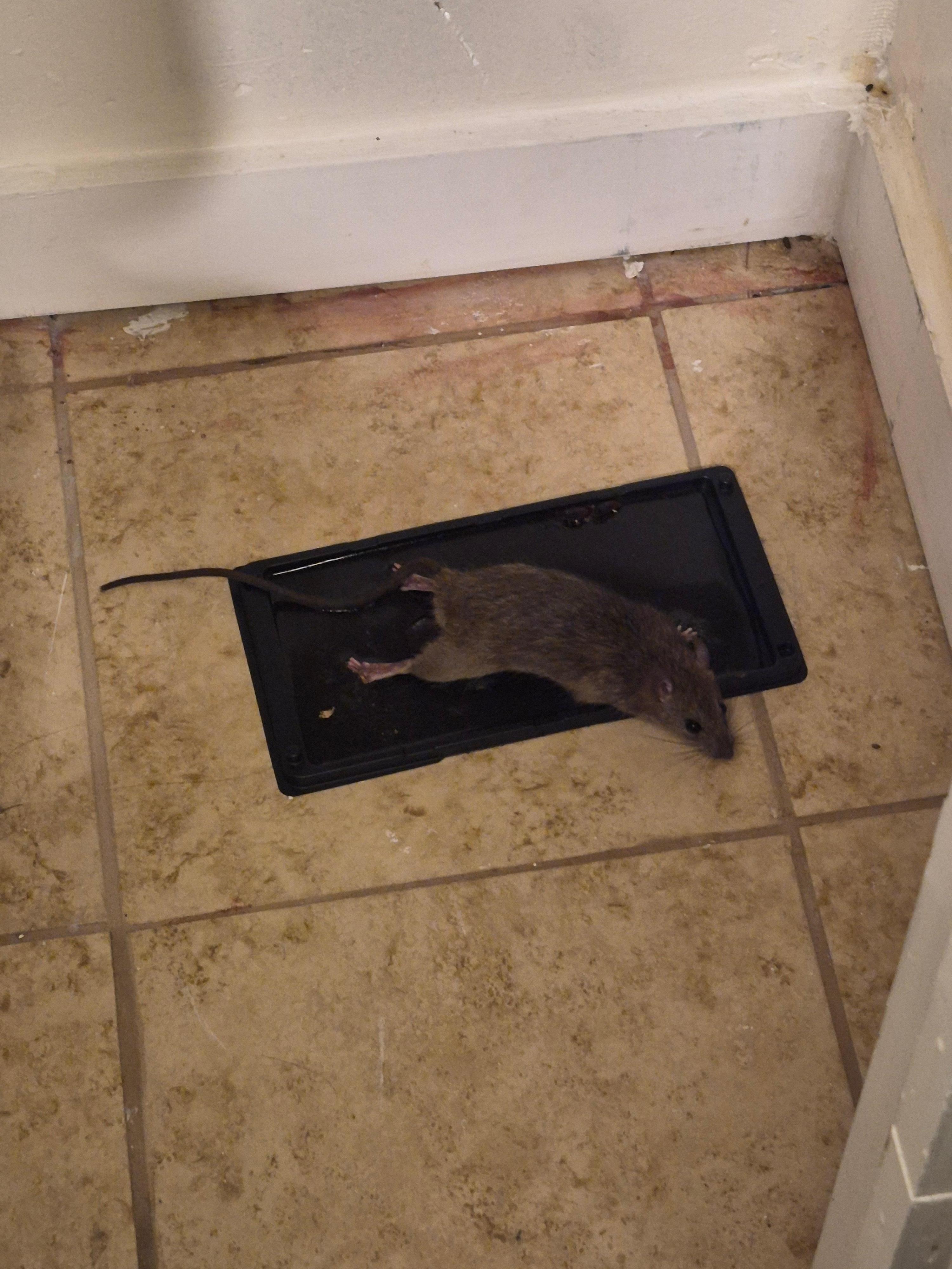 In the bathroom closet 