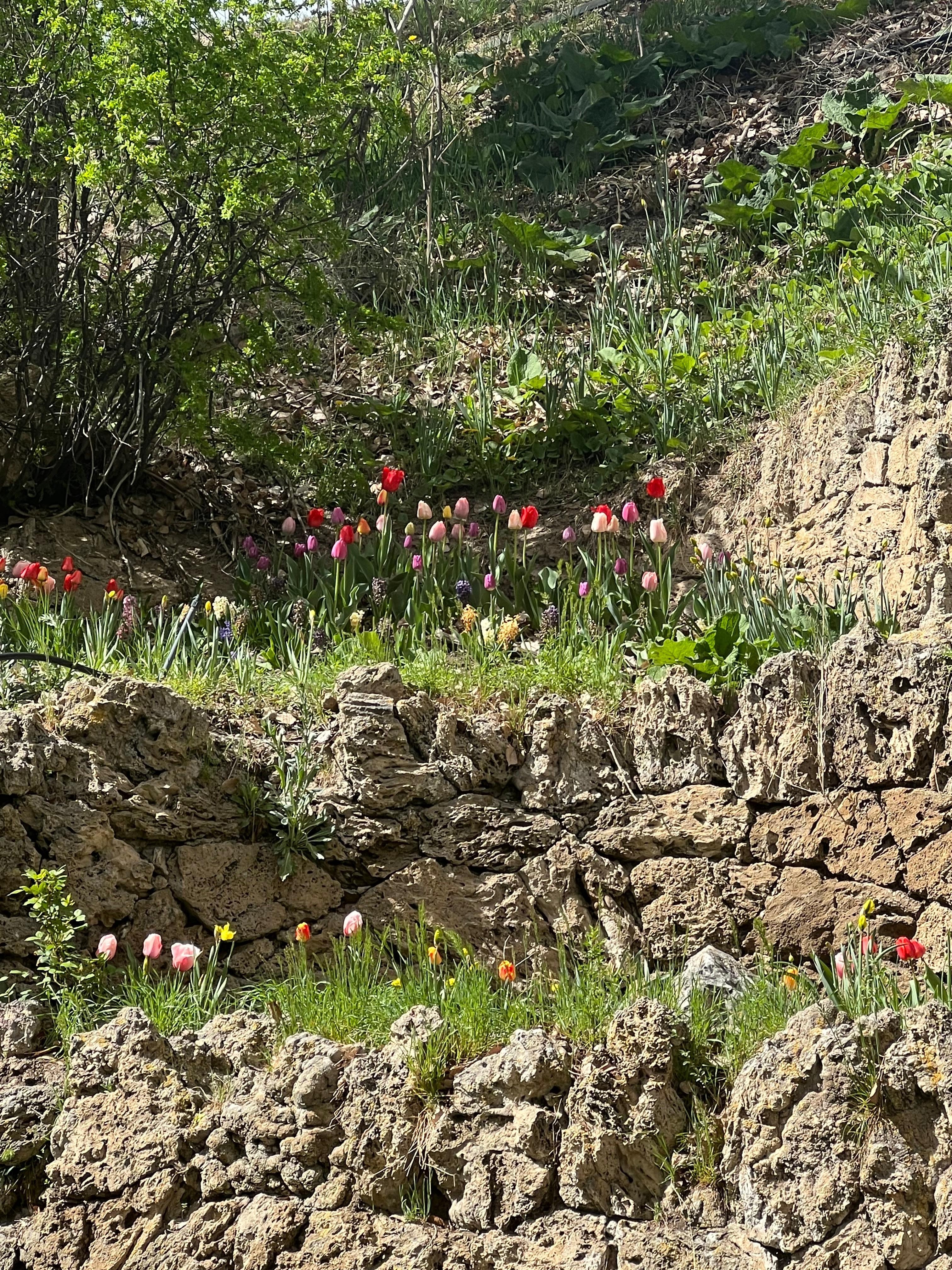 The flowers in the walk by the river