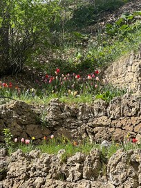 The flowers in the walk by the river