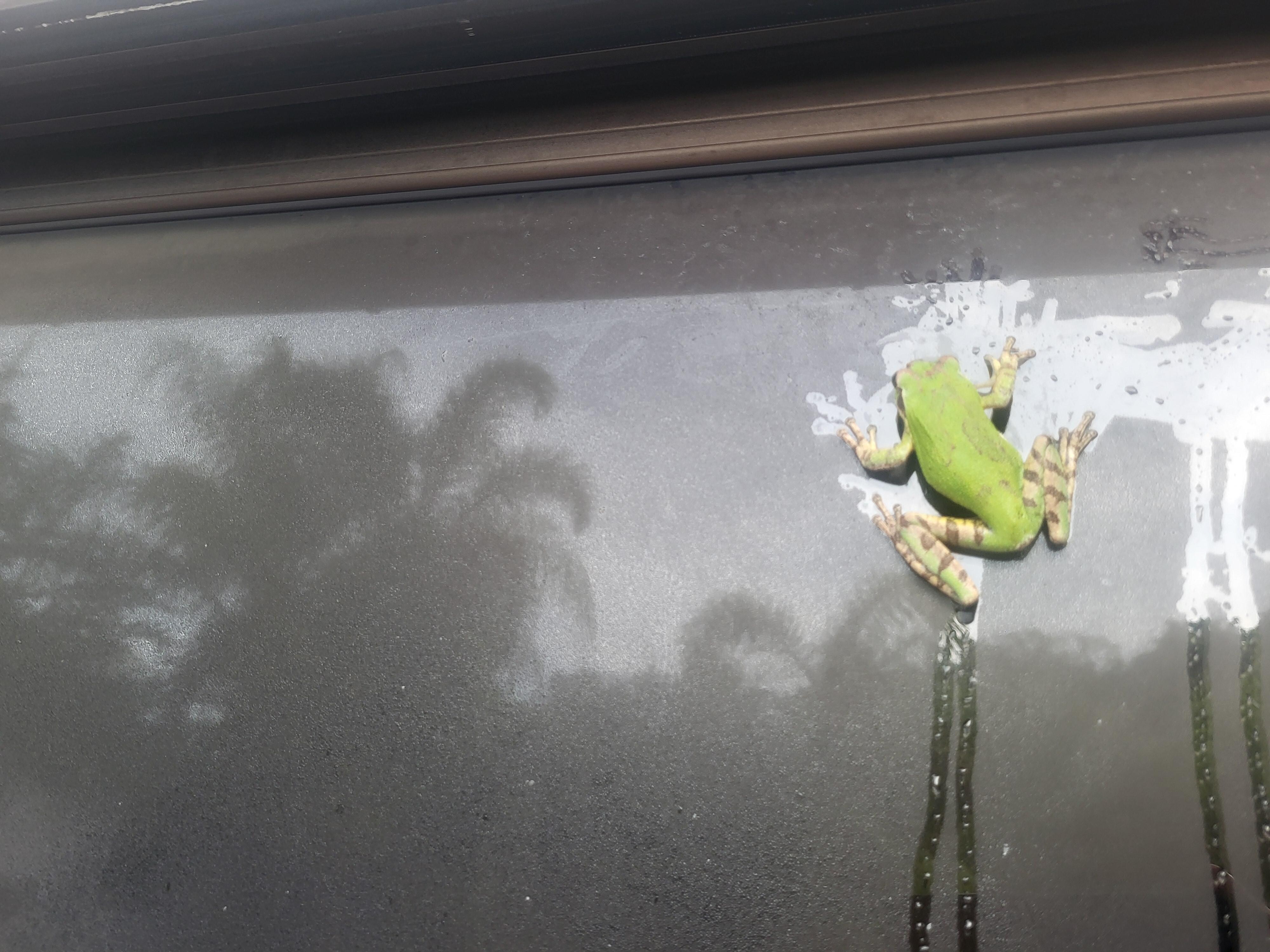 Morning visitor.
