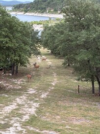 The deer are abundant in the neighborhood!