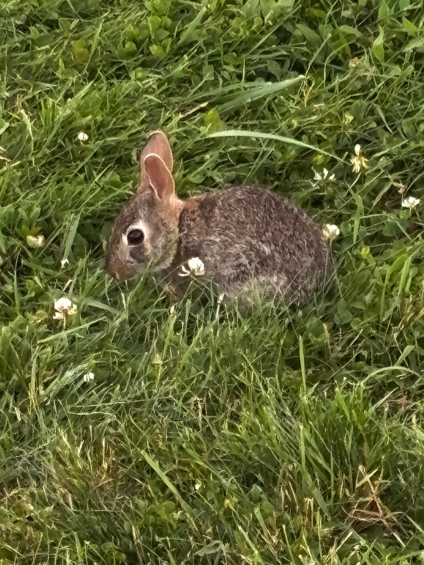 Our little visitor
