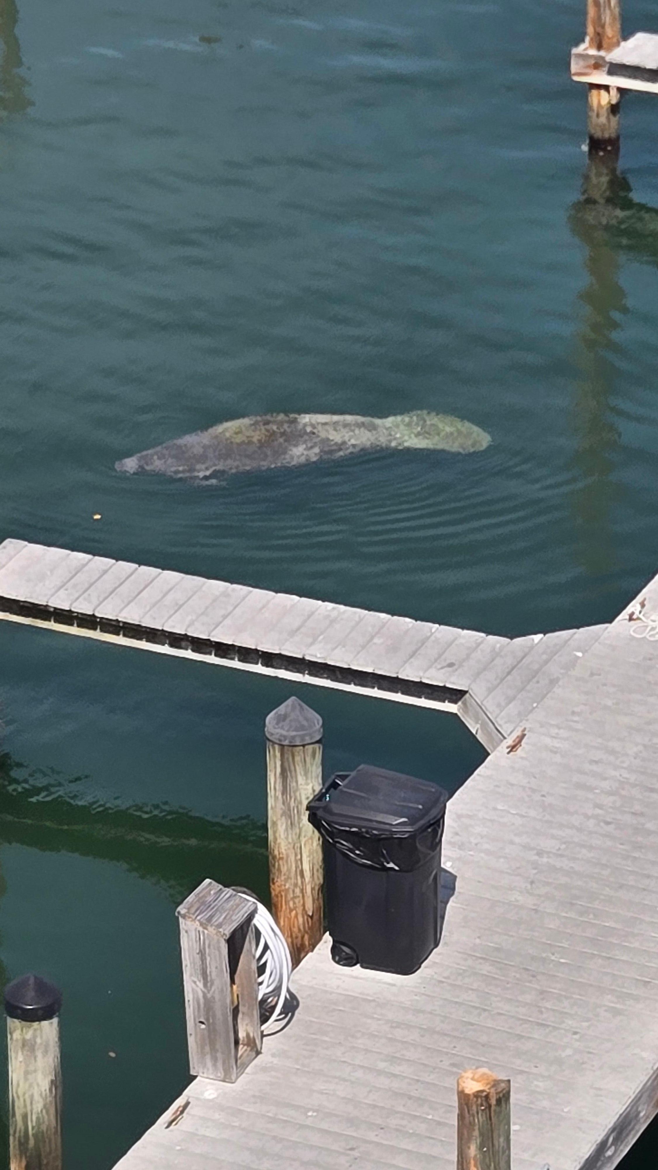Manatee at the dock