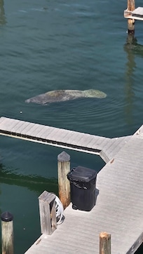 Manatee at the dock