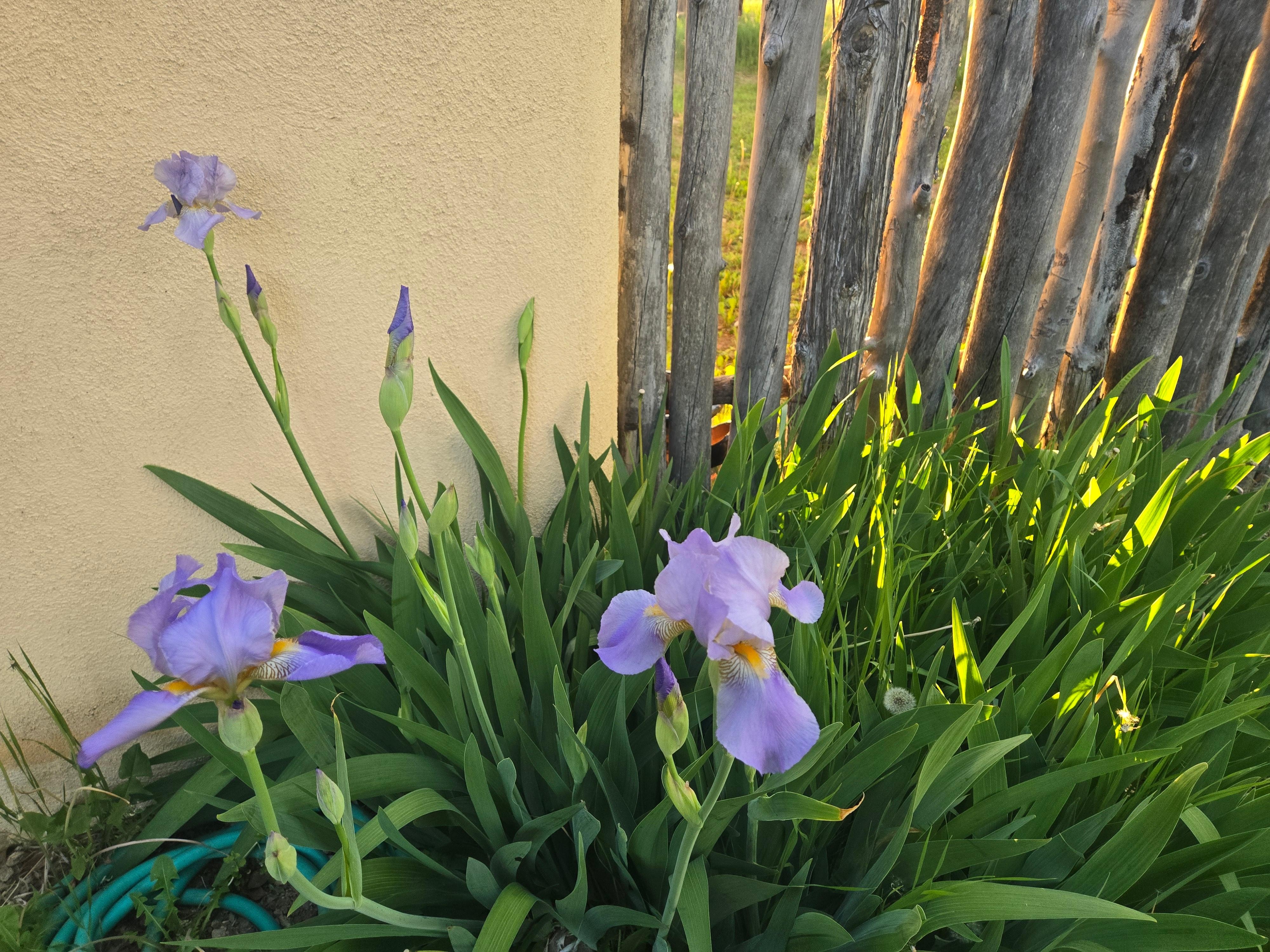 Iris in bloom by the patio. 