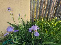 Iris in bloom by the patio.
