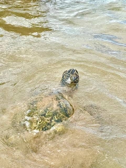 Turtle at Kamaole beach
