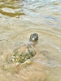 Turtle at Kamaole beach