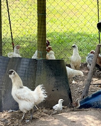 Las gallinas de Katy.