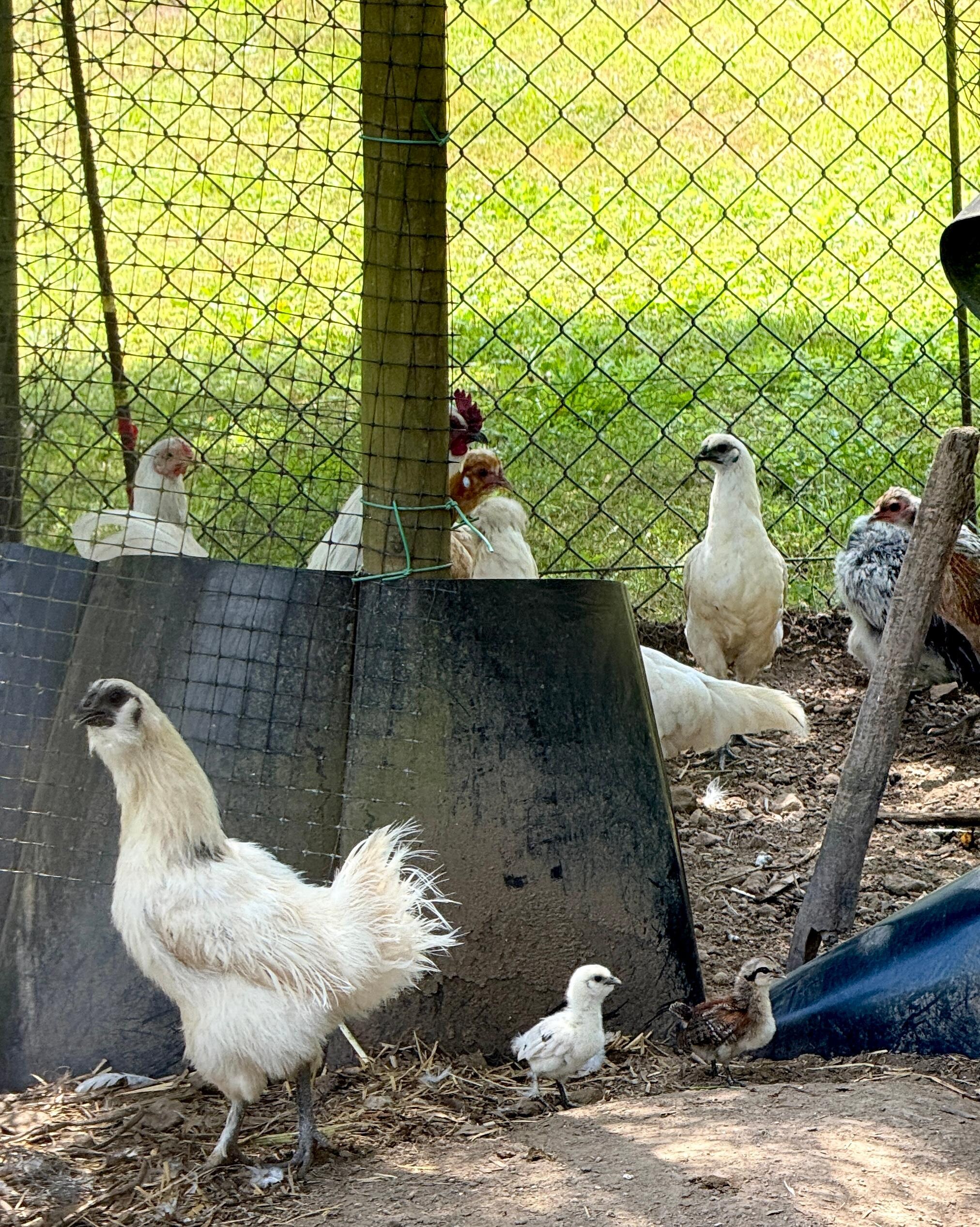 Las gallinas de Katy.
