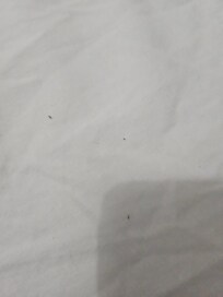 Ants running all over pillow