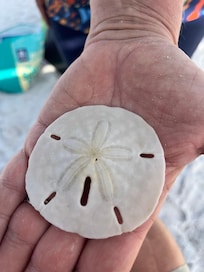 Perfect sand dollar found by a grandkid