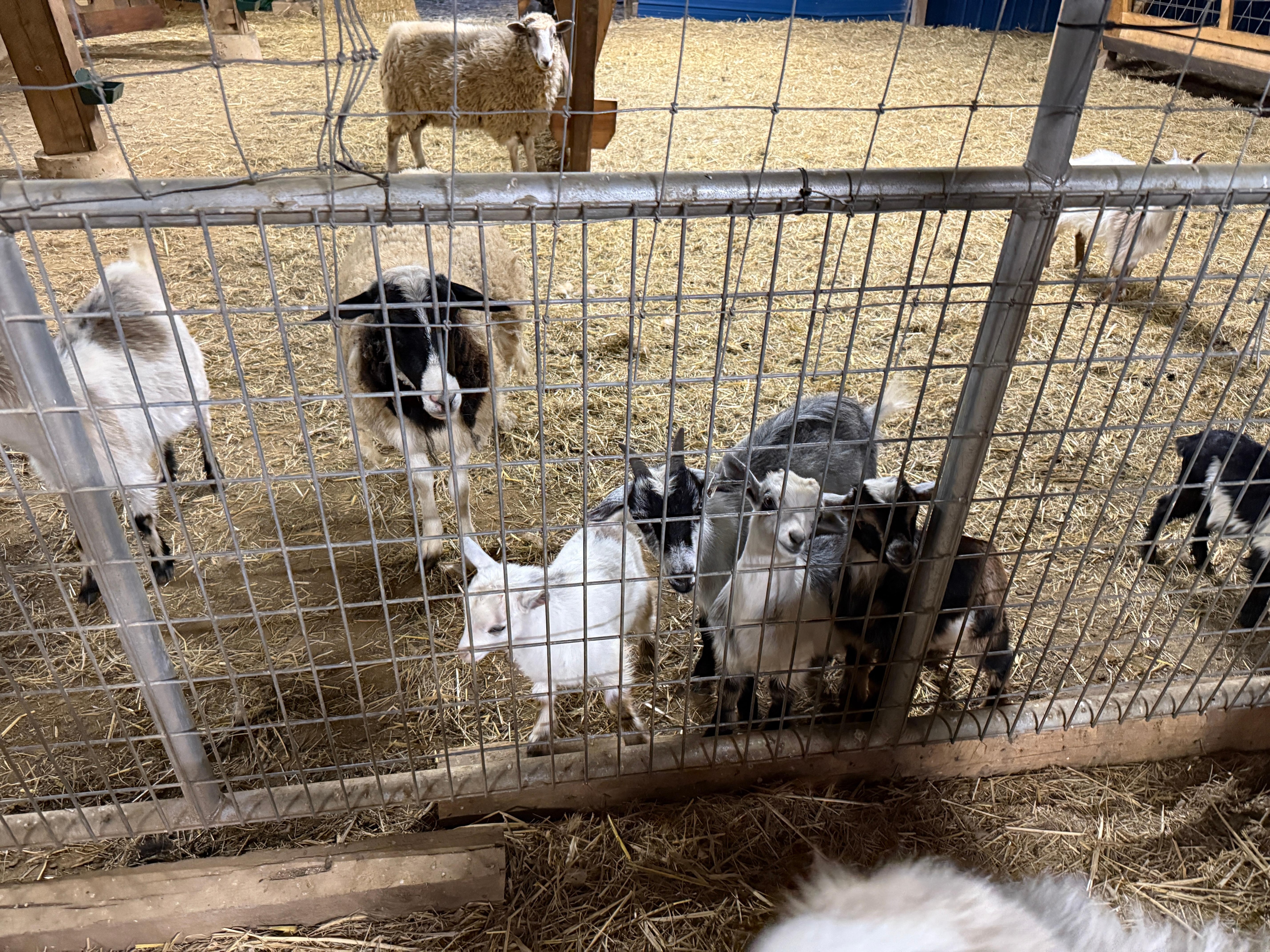 The goats were so cute!