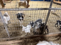 The goats were so cute!