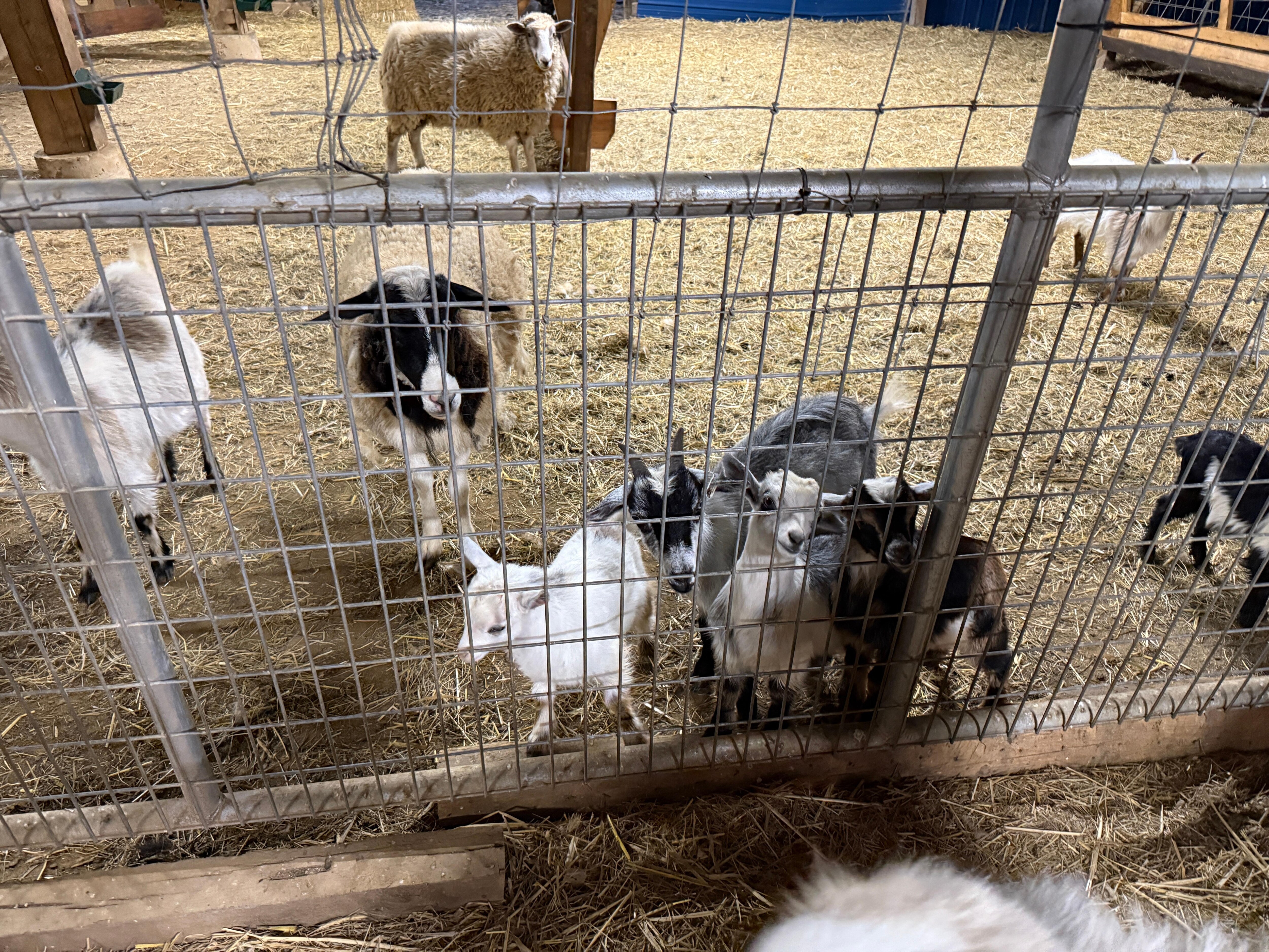 The goats were so cute!