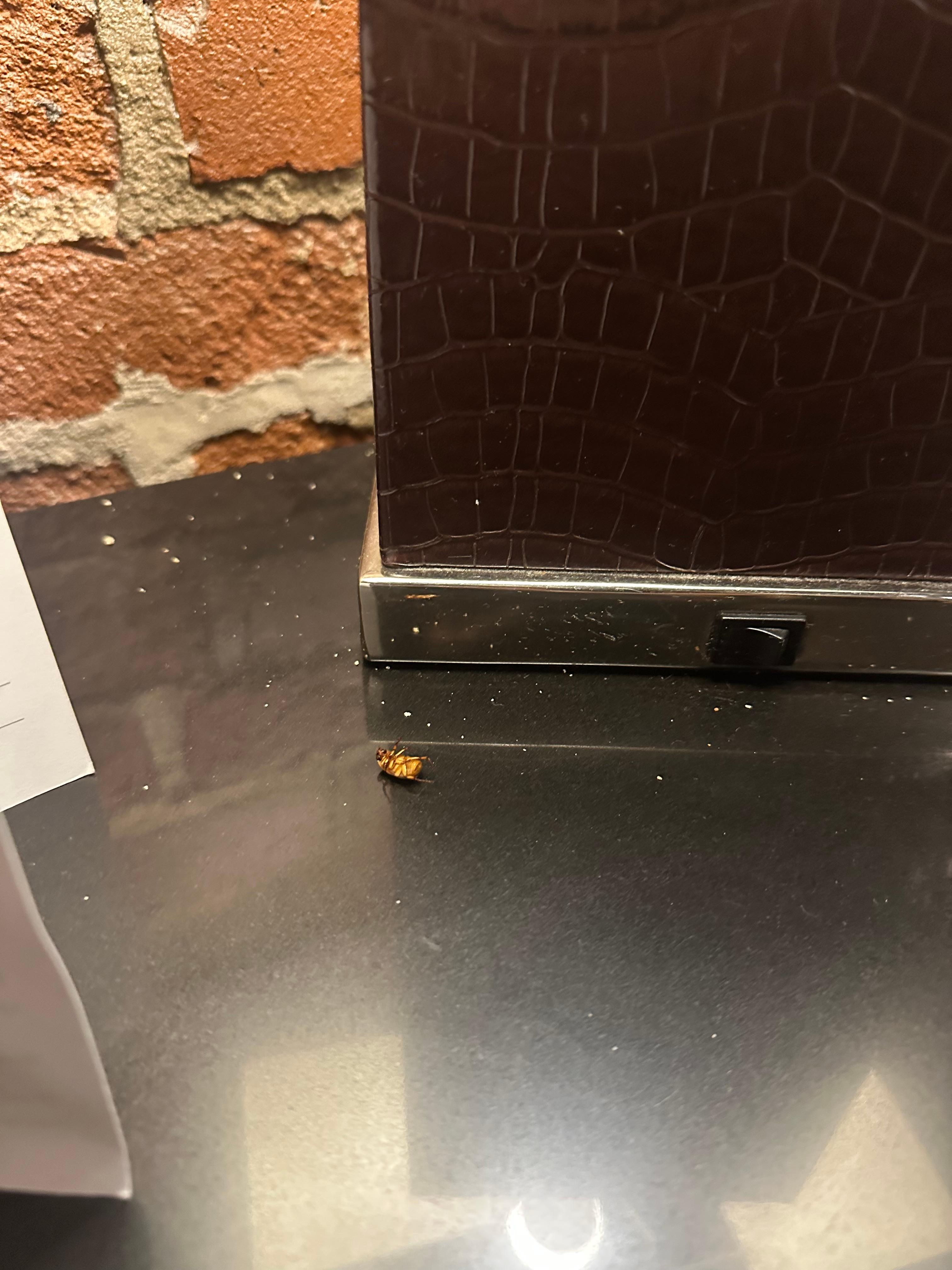 Some roaches and bugs were dead, some were alive.