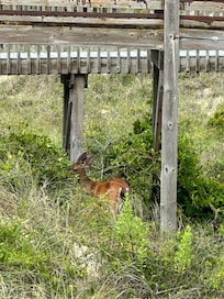 Wildlife grazing.