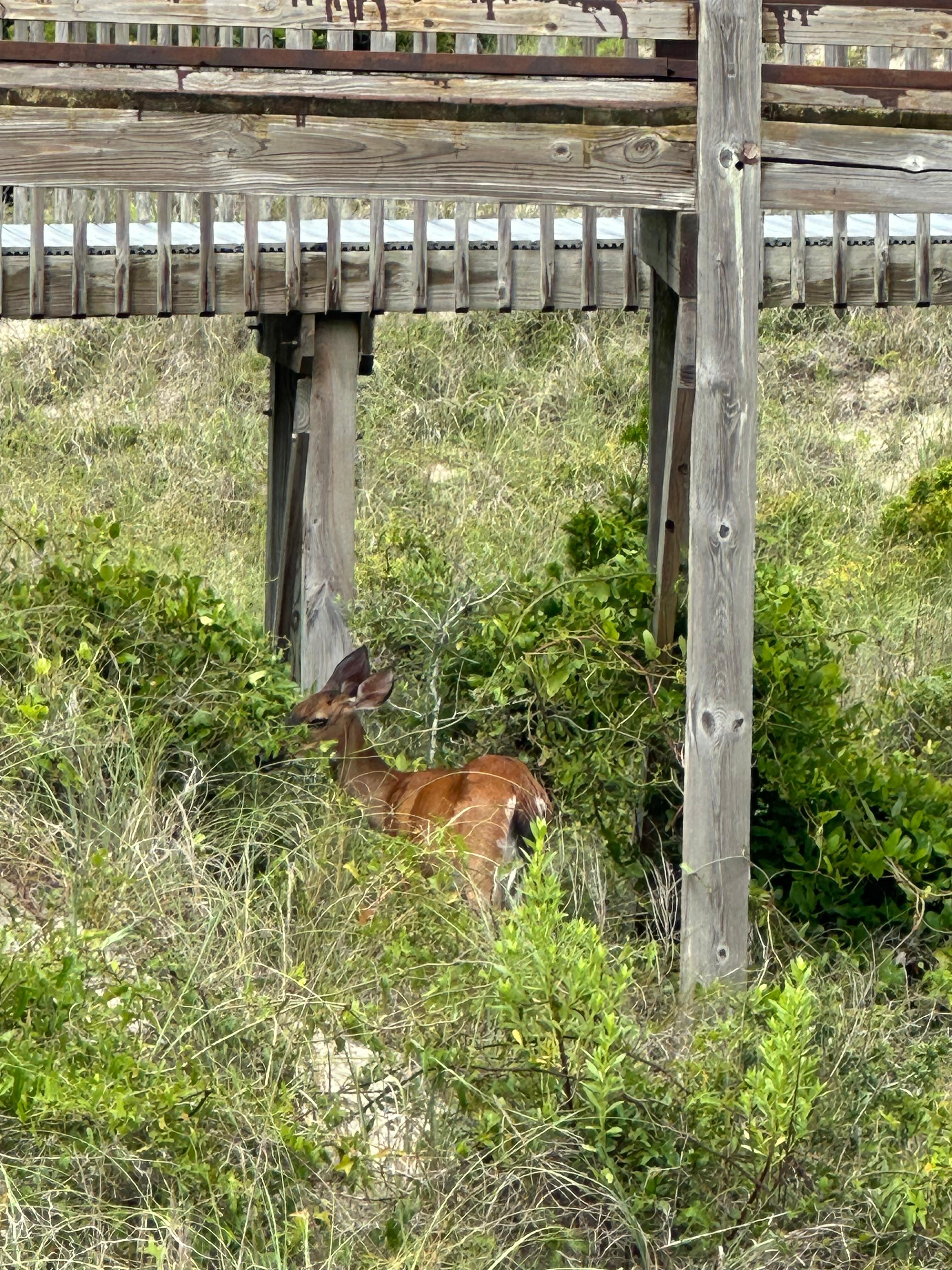 Wildlife grazing. 