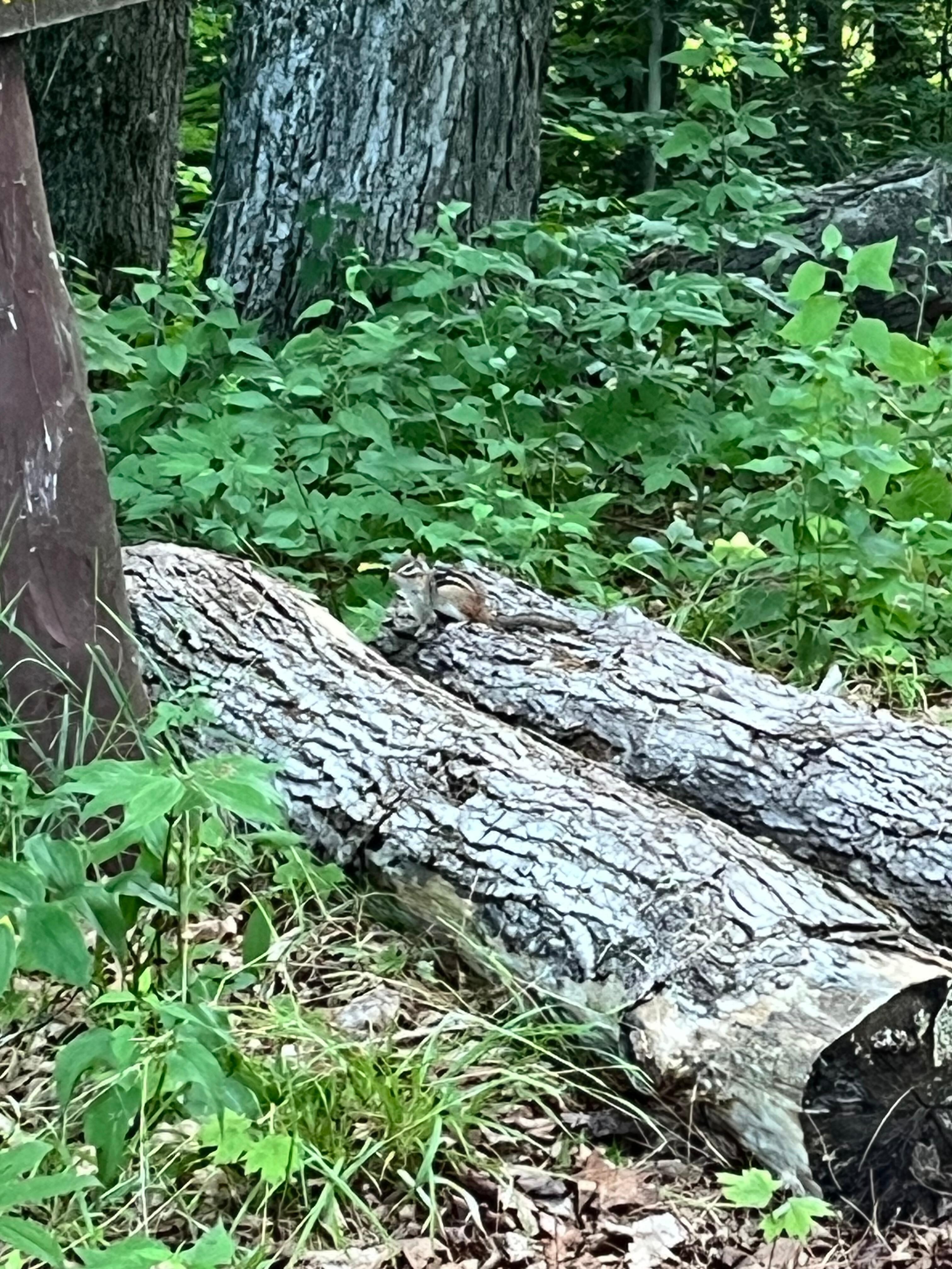 Chipmunk on a tree