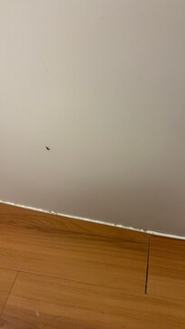 These are just a few of the multitude that I killed after spraying