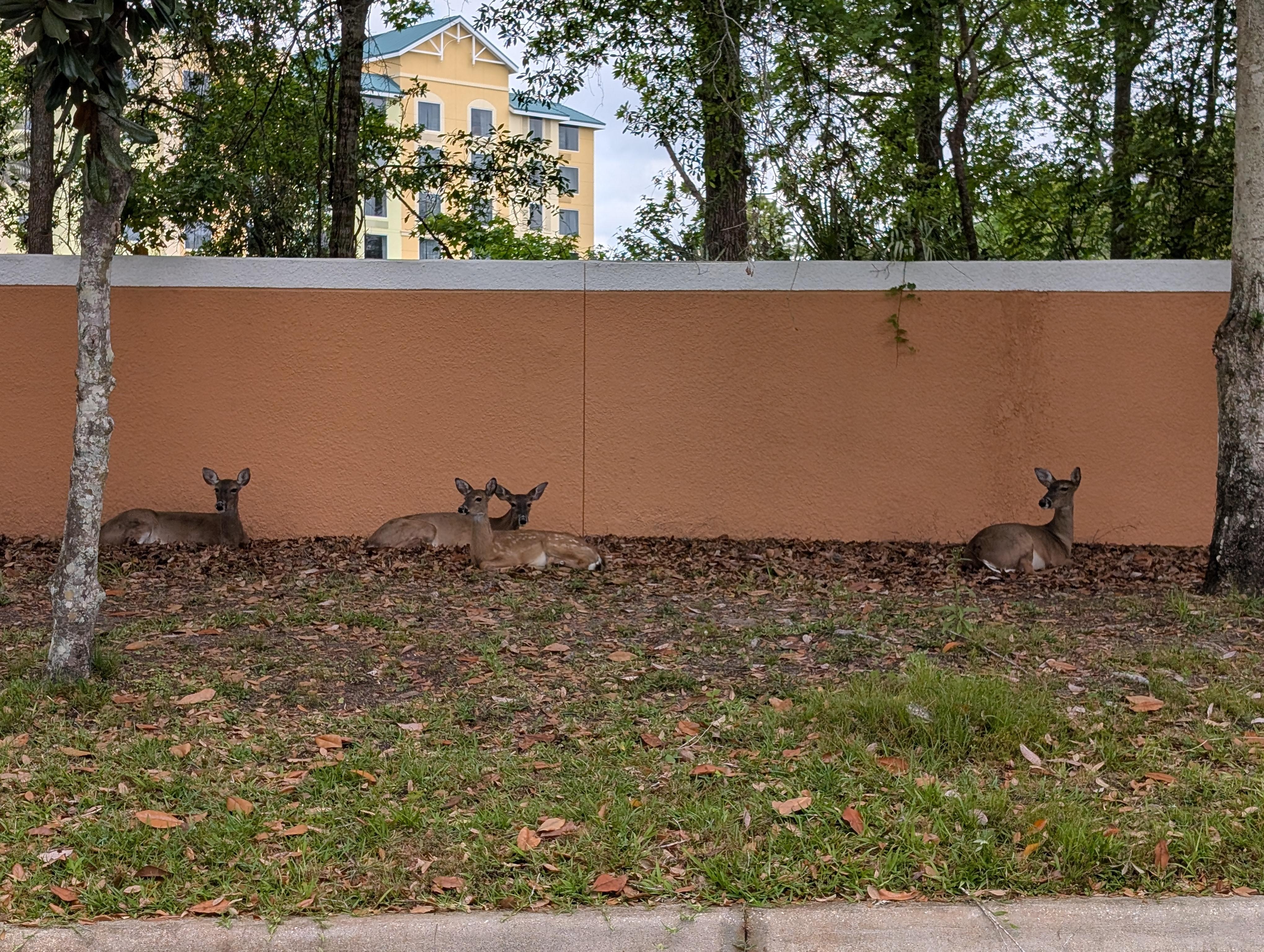 Deers in the complex